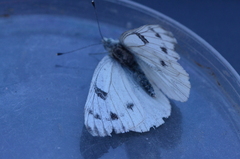 Pontia sisymbrii