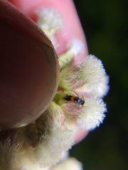 Macrosiagon flavipennis