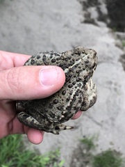 Anaxyrus boreas boreas