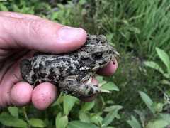 Anaxyrus boreas boreas