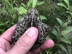 Anaxyrus boreas boreas