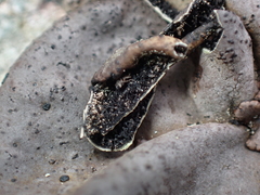 Umbilicaria