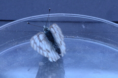 Pontia sisymbrii
