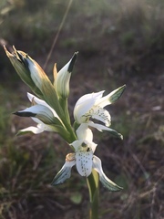 Chloraea multiflora