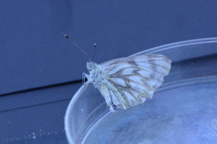 Pontia sisymbrii