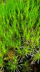 Campylopus introflexus