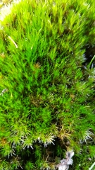 Campylopus introflexus