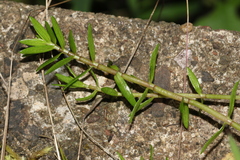 Crassula helmsii