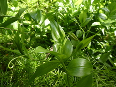 Gloriosa superba
