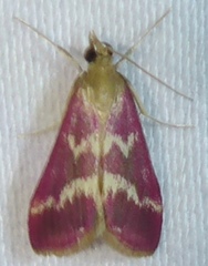 Pyrausta volupialis