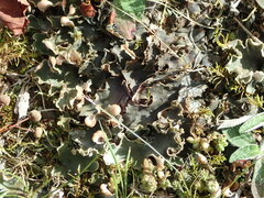 Peltigera rufescens