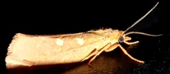 Virbia aurantiaca