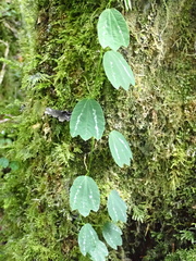 Decaloba