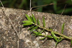 Crassula helmsii