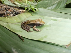 Lithobates warszewitschii
