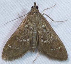 Mecyna mustelinalis