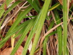 Ophiomyia kwansonis