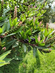 Phytolacca octandra