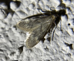 Aglossa acallalis