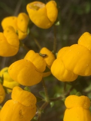 Calceolaria glandulosa