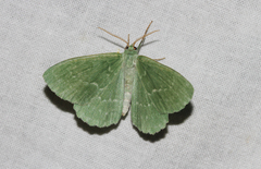 Geometra papilionaria