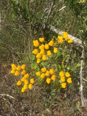 Calceolaria glandulosa
