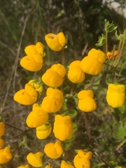Calceolaria glandulosa