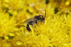 Colletes simulans armatus
