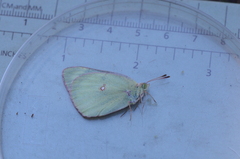 Colias philodice image