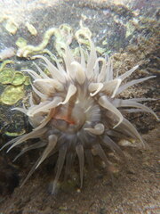 Bunodosoma cavernatum