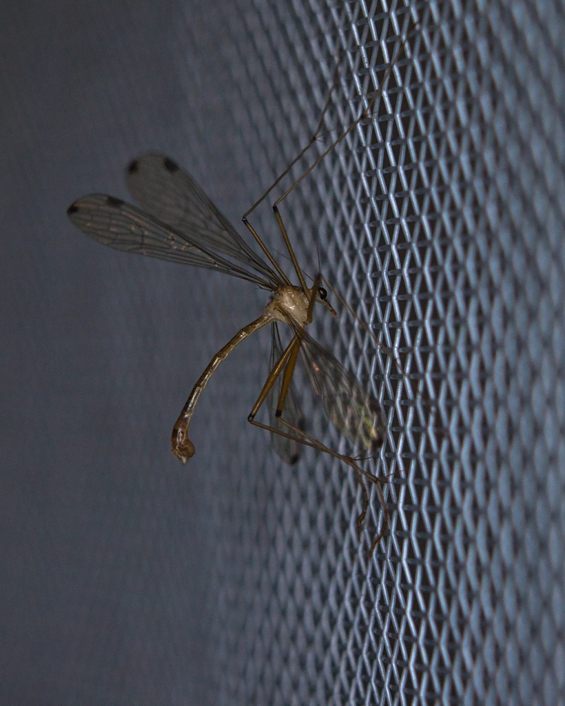 Kalobittacus bimaculatus