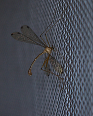 Kalobittacus bimaculatus