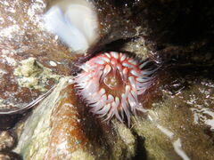 Bunodosoma cavernatum