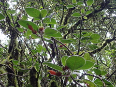 Columnea