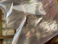 Sphaerodactylus millepunctatus