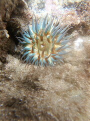 Bunodosoma cavernatum