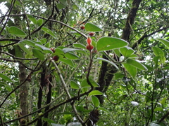 Columnea