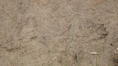Ondatra zibethicus