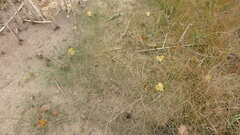 Eragrostis pectinacea