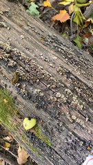 Xylobolus frustulatus