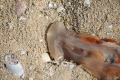 Scyphozoa