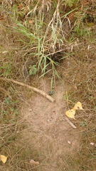 Ondatra zibethicus