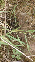 Ondatra zibethicus
