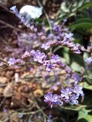 Limonium graecum