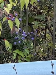 Lonicera