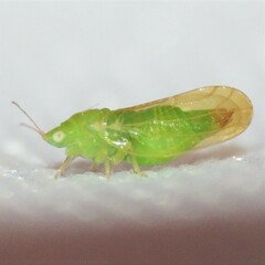 Craspedolepta lapsus