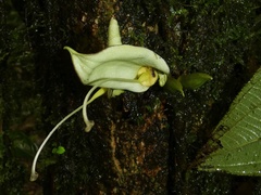 Parmentiera cereifera