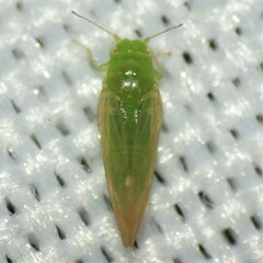 Craspedolepta lapsus