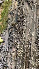 Xylobolus frustulatus