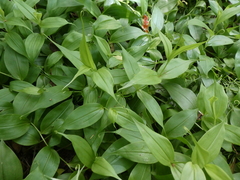 Gloriosa superba